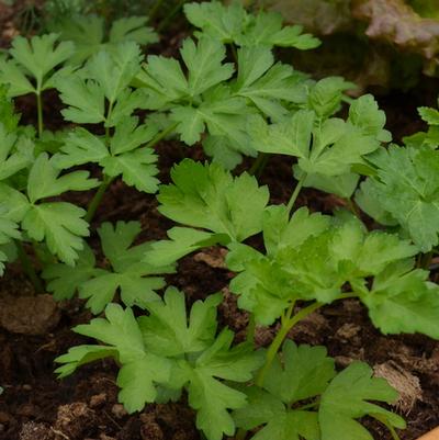 Parsley Dark Green Italian