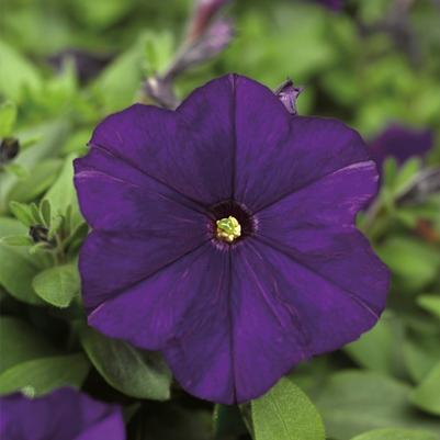 Petunia Picobella™ Blue