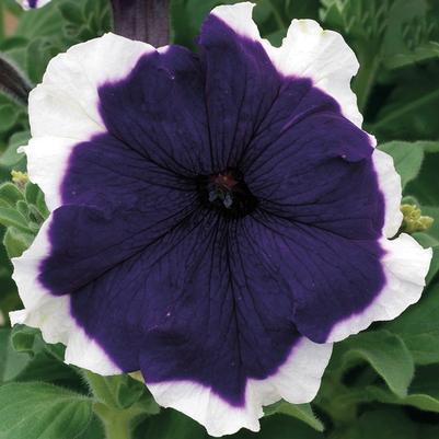 Petunia Frost™ Blue