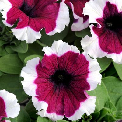 Petunia Dreams™ Burgundy Picotee