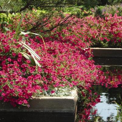 Petunia Tidal Wave® Cherry