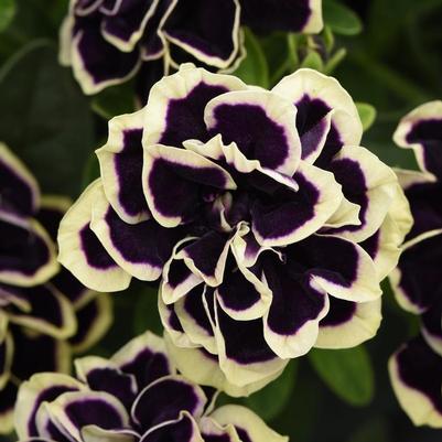 Petunia Midnight Gold