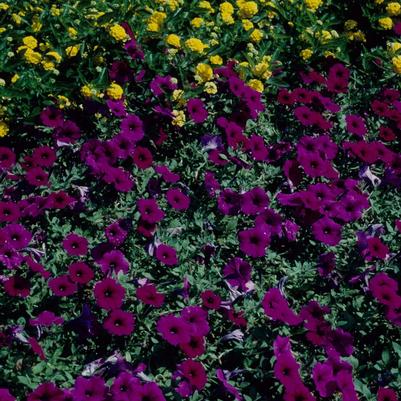 Petunia Wave® Purple