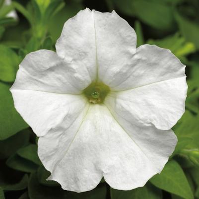Petunia Picobella™ White