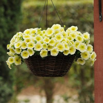 Petunia Easy Wave® Yellow