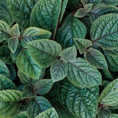 Plectranthus Nico