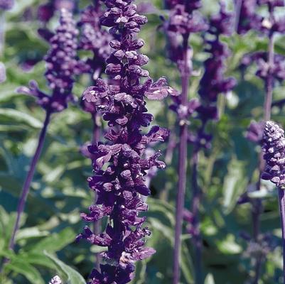 Salvia Evolution Violet