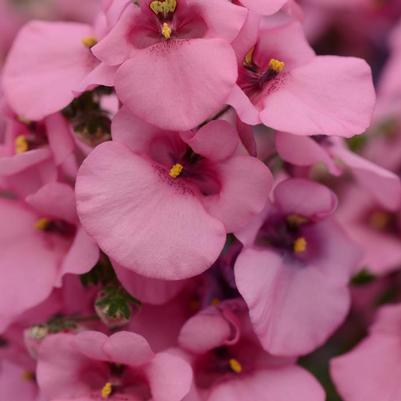 Diascia Juliet™ Pink