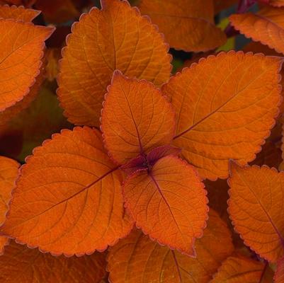 Coleus Charged Up Campfire