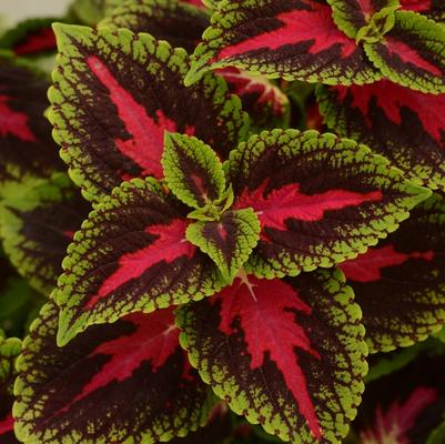 Coleus French Quarter