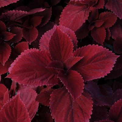 Coleus Redhead