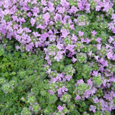 Thyme (per) serpyllum Elfin