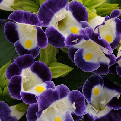 Torenia Kauai Blue & White