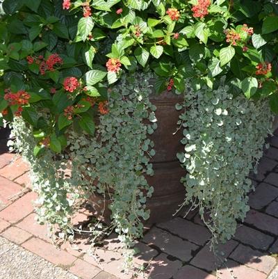 Dichondra Silver Falls