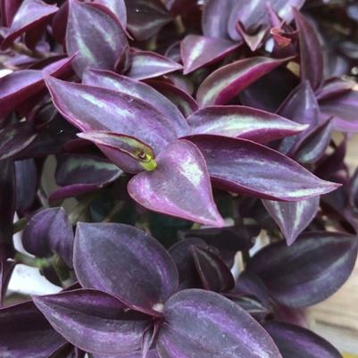 Tradescantia Red Silver