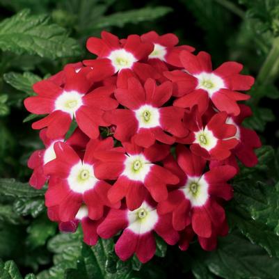 Verbena Obsession™ Red with Eye