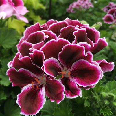 Geranium - Regal Elegance™ Imperial