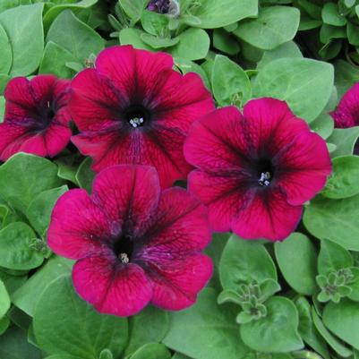 Petunia Madness™ Burgundy