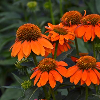 Echinacea purpurea Sombrero® Adobe Orange