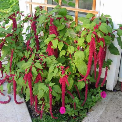 Amaranthus caudatus Love Lies Bleeding