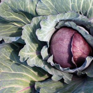 Cabbage Red