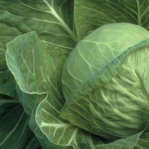 Cabbage Golden Acre