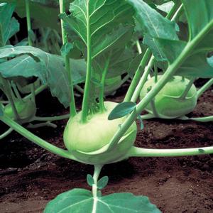 Kohlrabi Winner