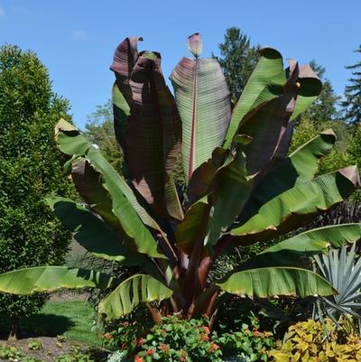 Ensete ventricosum Maurelii