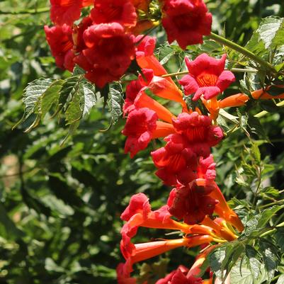 Campsis radicans Flamenco