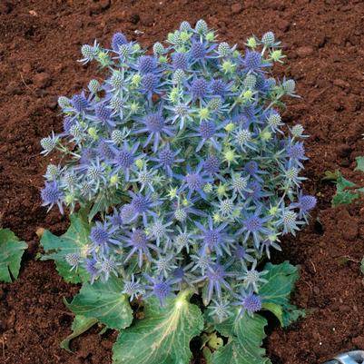Eryngium planum Blue Hobbit