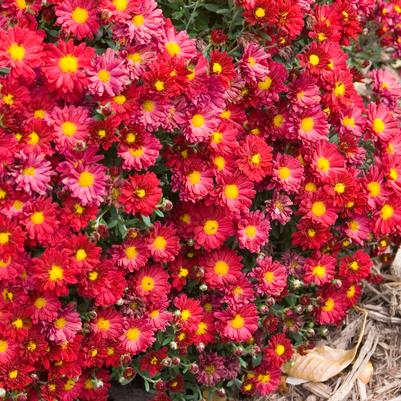 Chrysanthemum Mammoth Red Daisy