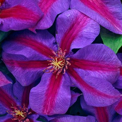 Clematis Mrs N. Thompson