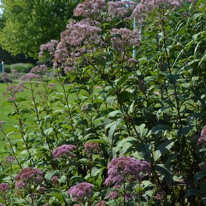 Eupatorium maculatum Gateway