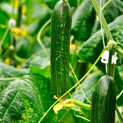 Cucumber Summer Top