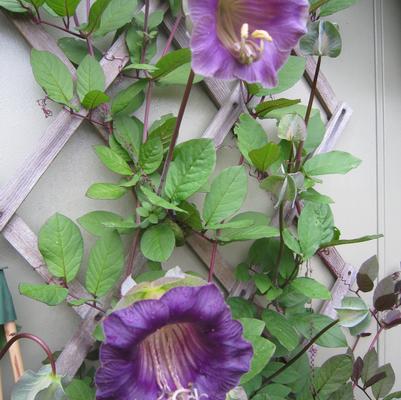 Cobaea scandens Purple Climber