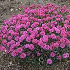 Dianthus Pretty Poppers® Double Bubble