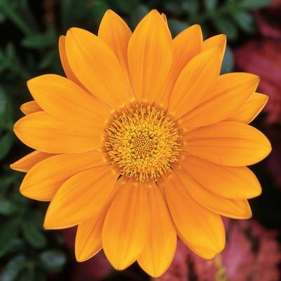 Gazania New Day® Clear Orange