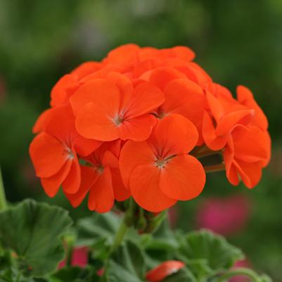 Geranium (Seed) Orange