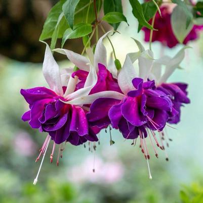 Fuchsia Deep Purple