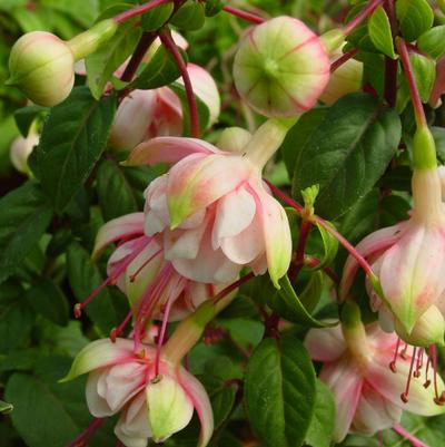 Fuchsia Southgate