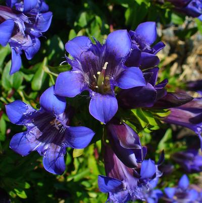 Gentiana septemfida var. lagodechiana Bella Alpinella