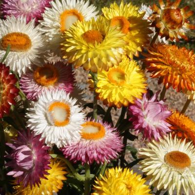 Helichrysum Finest Mix