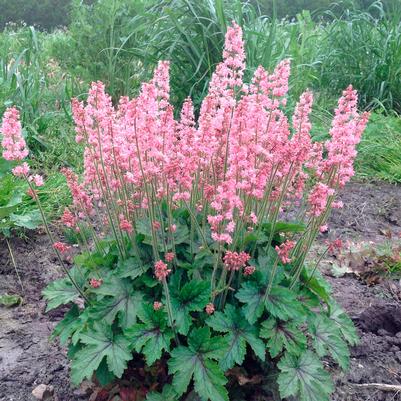 Heucherella Pink Revolution