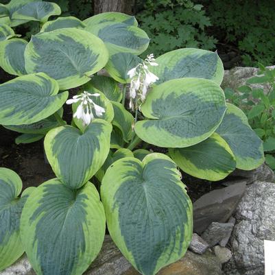 Hosta Olive Bailey Langdon