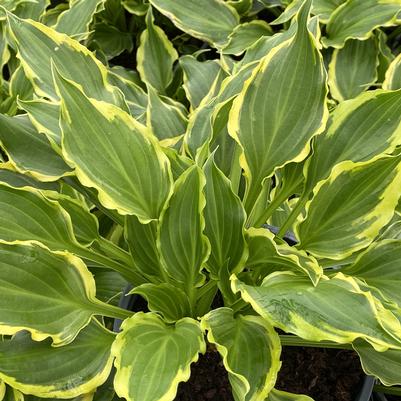 Hosta Tea at Betty's