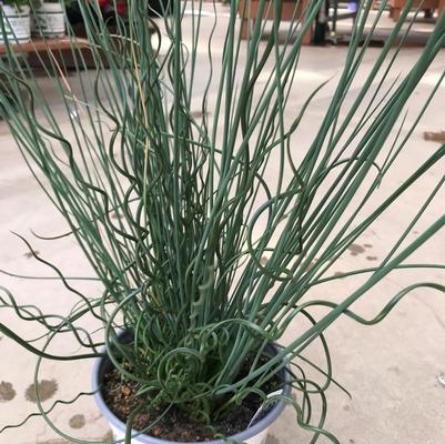 Juncus Twisted Arrows