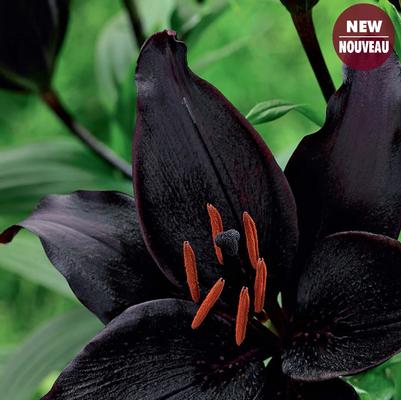Lilium asiaticum Secret Kiss