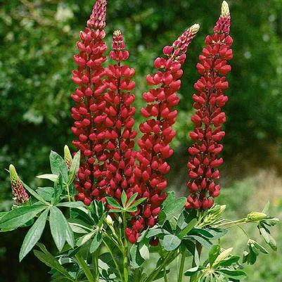 Lupinus polyphyllus Russell My Castle