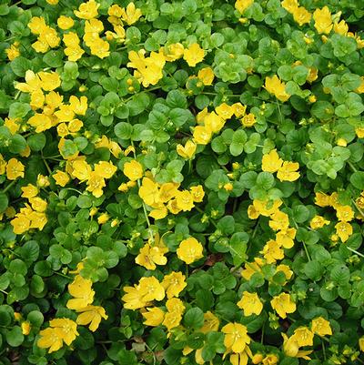 Lysimachia nummularia Green