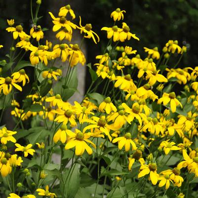 Rudbeckia (per) laciniata Herbstsonne